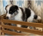 Small #6 Shetland Sheepdog