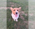 Puppy Dolly Pembroke Welsh Corgi