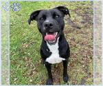 Small #1 American Pit Bull Terrier Mix