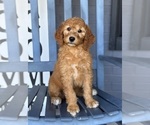 Small #3 Goldendoodle
