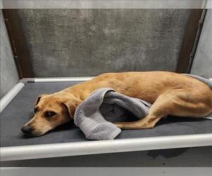 Labrador Retriever-Unknown Mix Dogs for adoption in Conroe, TX, USA