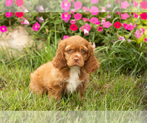 Medium Cocker Spaniel