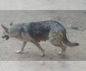 Mother of the German Shepherd Dog puppies born on 05/29/2026