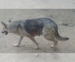 Small Photo #1 German Shepherd Dog Puppy For Sale in LOGAN, OH, USA