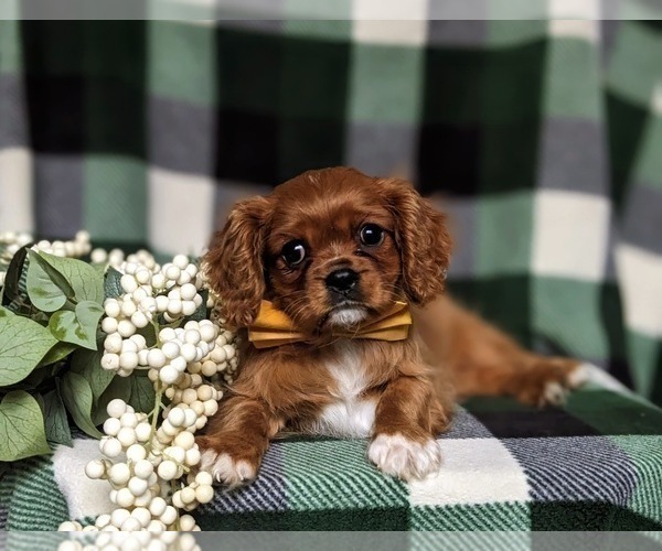 Medium Photo #11 Cavalier King Charles Spaniel Puppy For Sale in QUARRYVILLE, PA, USA