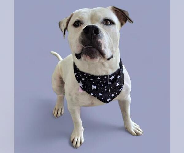 Medium Photo #1 American Bulldog Puppy For Sale in Bakersfield, CA, USA