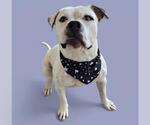 Small American Bulldog