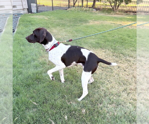 Medium Photo #2 German Shorthaired Pointer Puppy For Sale in Menlo Park, CA, USA
