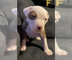 Small Photo #2 American Pit Bull Terrier Puppy For Sale in ELMA, WA, USA
