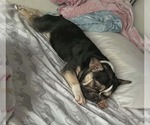 Small Photo #1 French Bulldog Puppy For Sale in VANCOUVER, WA, USA