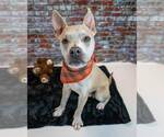 Small #5 Bulldog Mix
