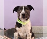 Small Photo #6 Border Collie-Bulldog Mix Puppy For Sale in Sheridan, CO, USA