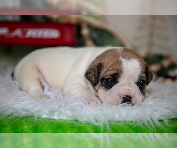 Medium Photo #3 Beabull Puppy For Sale in FRESNO, OH, USA