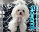 Small Maltese
