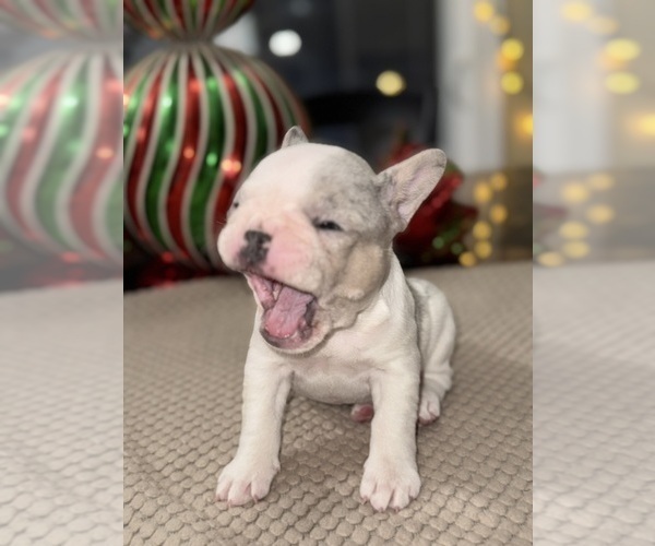 Medium Photo #9 French Bulldog Puppy For Sale in HILTON, NY, USA