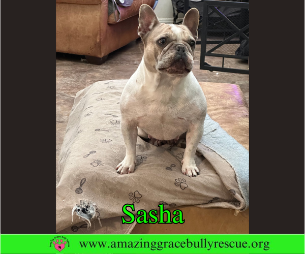 Medium Photo #2 French Bulldog Puppy For Sale in Milton, FL, USA