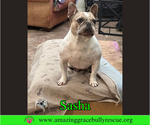 Small #1 French Bulldog