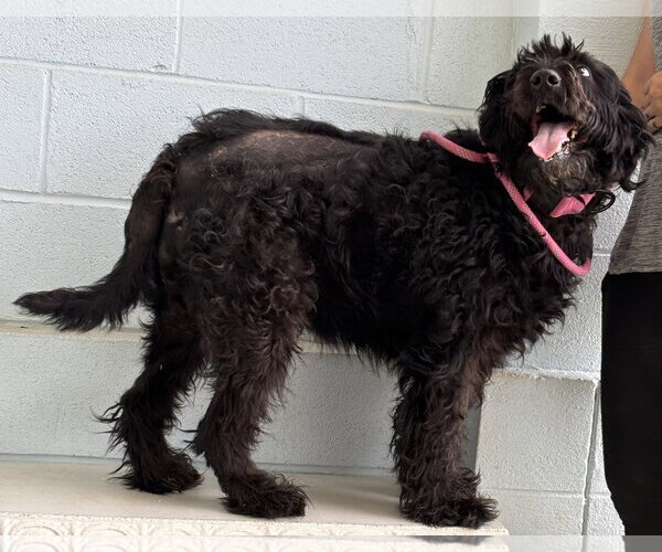 Medium Photo #2 Poodle (Standard)-Unknown Mix Puppy For Sale in Rustburg, VA, USA