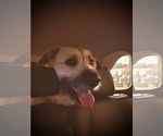 Small #9 Irish Terrier Mix
