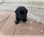 Small Photo #7 Labrador Retriever Puppy For Sale in CHICO, CA, USA