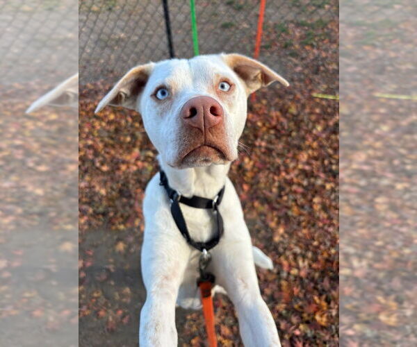 Medium Photo #3 Labrador Retriever-Unknown Mix Puppy For Sale in Brewster, NY, USA