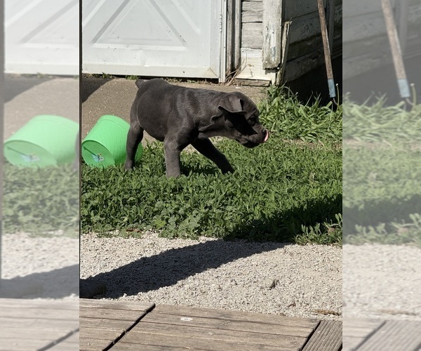 Medium Photo #7 Cane Corso Puppy For Sale in STUART, IA, USA