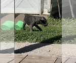 Small #6 Cane Corso