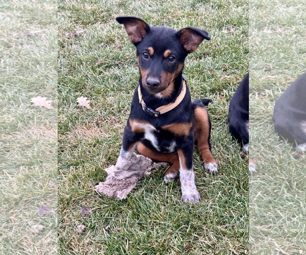 Medium Photo #3 Mutt Puppy For Sale in Sandy, UT, USA