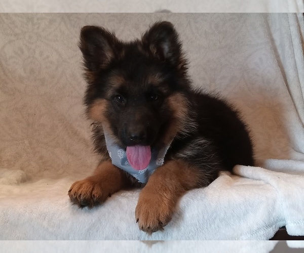 Medium Photo #2 German Shepherd Dog Puppy For Sale in MILFORD, IN, USA