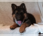 Small #1 German Shepherd Dog