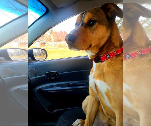 Medium Photo #5 Labrador Retriever-Unknown Mix Puppy For Sale in Woodbury, NY, USA
