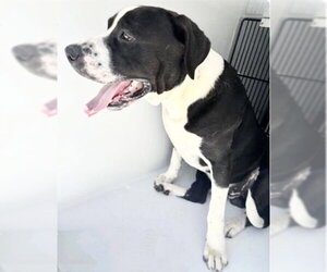 Mutt Dogs for adoption in Houston, TX, USA