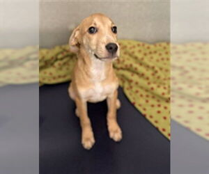 Medium English Coonhound Mix