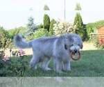 Small #8 South Russian Shepherd Dog (South Russian Ovtcharka )