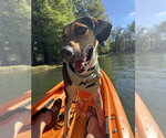 Small #14 Treeing Walker Coonhound Mix