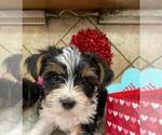 Small Photo #11 Yorkshire Terrier Puppy For Sale in GREENWOOD, IN, USA