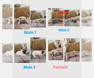 French Bulldog Puppy for sale in ALBUQUERQUE, NM, USA