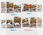Small French Bulldog