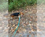 Small #6 Beagle