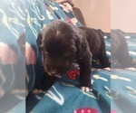 Small Photo #9 Australian Retriever Puppy For Sale in DAYTON, OH, USA