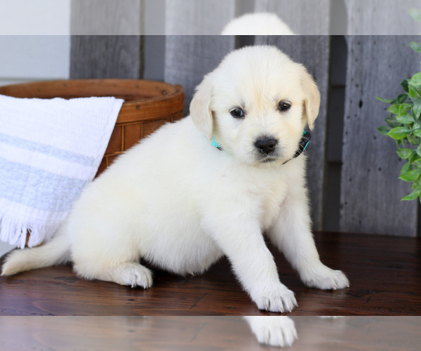 Medium Photo #3 English Cream Golden Retriever Puppy For Sale in NAPPANEE, IN, USA