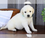 Small #2 English Cream Golden Retriever