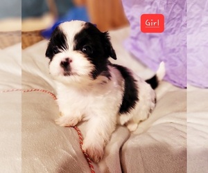 Shih Tzu Puppy for sale in KINGSTON, TN, USA