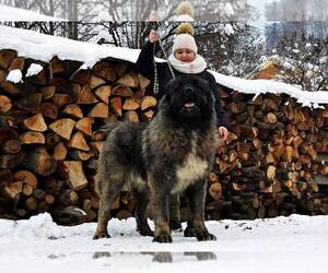Father of the Caucasian Shepherd Dog puppies born on 05/20/2021
