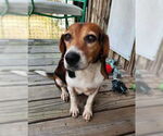 Small #1 Beagle