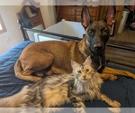 Small Photo #1 Belgian Malinois Puppy For Sale in OSHKOSH, WI, USA