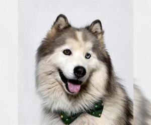 Alaskan Malamute Dogs for adoption in Santa Maria, CA, USA