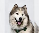 Small Alaskan Malamute