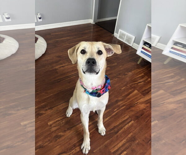 Medium Photo #1 Labrador Retriever-Unknown Mix Puppy For Sale in St. Louis Park, MN, USA
