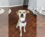 Small Labrador Retriever Mix